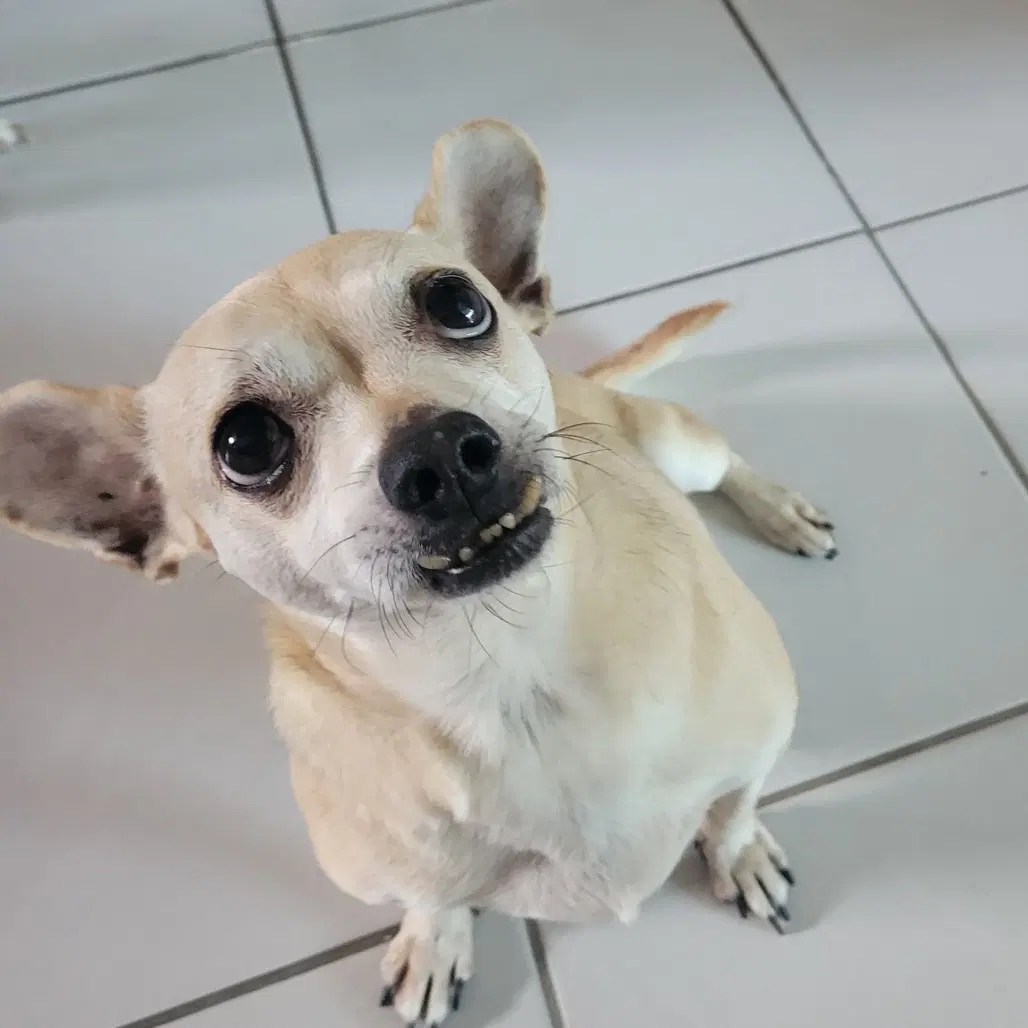 Leroy - Chihuahua