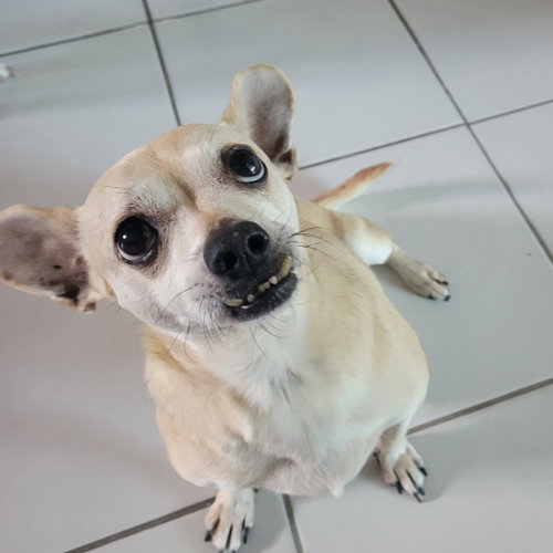 Leroy, a dog for adoption from Dallas Pets Alive