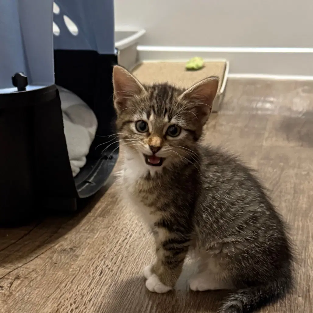 Marceline - Domestic Short Hair