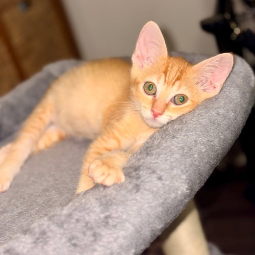 Chandler, Baby Domestic Short Hair, cat for adoption in Hurst, Texas