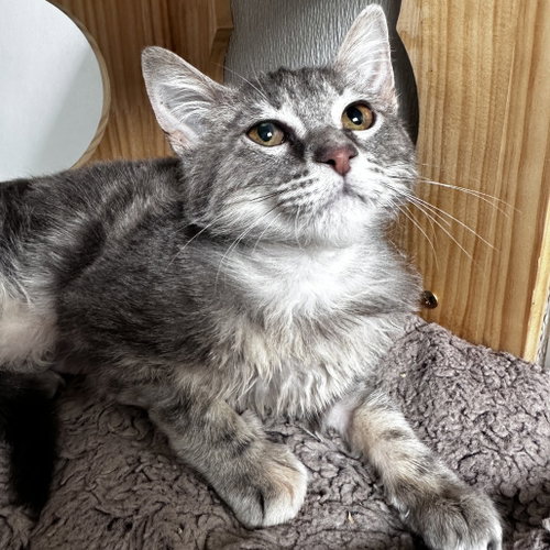 Mochi