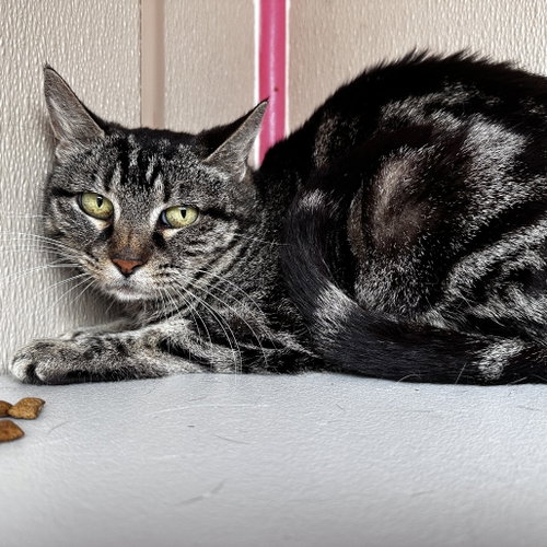 Odessa, Adult Domestic Short Hair, cat for adoption in Euless, Texas