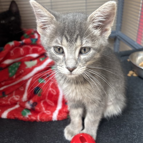 Aster, Baby Domestic Short Hair, cat for adoption in Hurst, Texas
