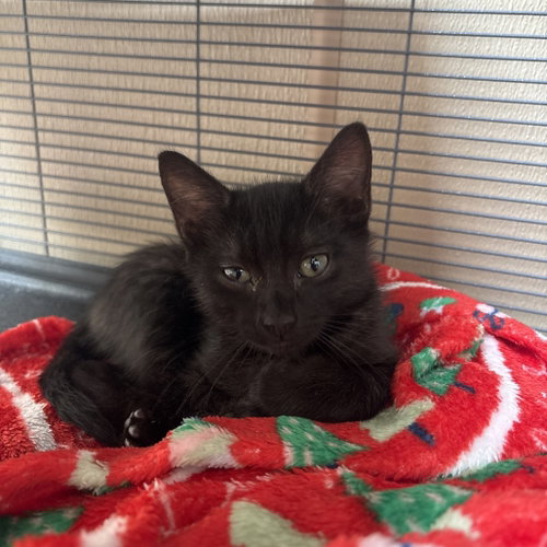 Axton, Baby Domestic Short Hair, cat for adoption in Hurst, Texas