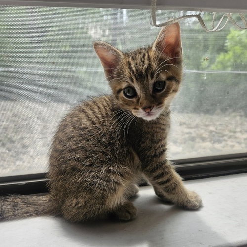 Enoki, Baby Domestic Short Hair, cat for adoption in Lewisville, Texas