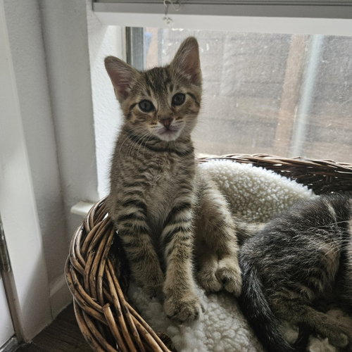 Enoki, Baby Domestic Short Hair, cat for adoption in Coppell, Texas