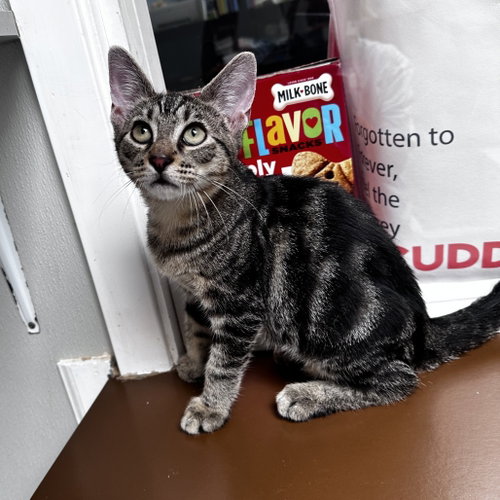 Pico, Baby Domestic Short Hair, cat for adoption in Flower Mound, Texas