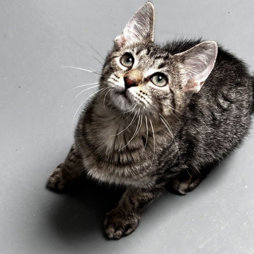 Elote, Baby Domestic Short Hair, cat for adoption in Flower Mound, Texas