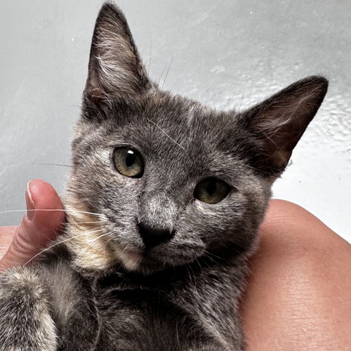 Agave, Baby Domestic Short Hair, cat for adoption in Flower Mound, Texas