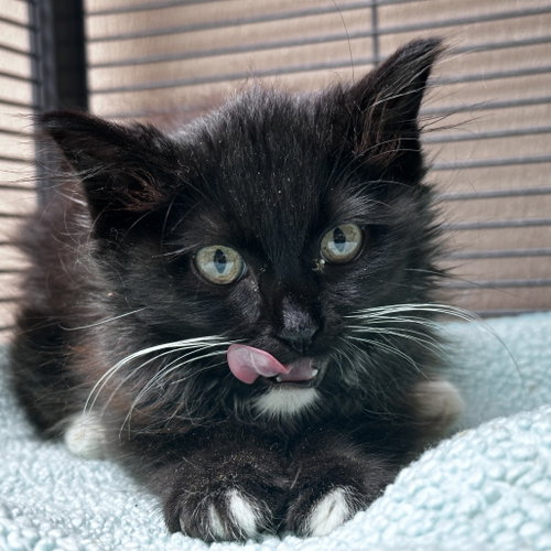 Chessie, an adoptable Domestic Medium Hair in Dallas, TX