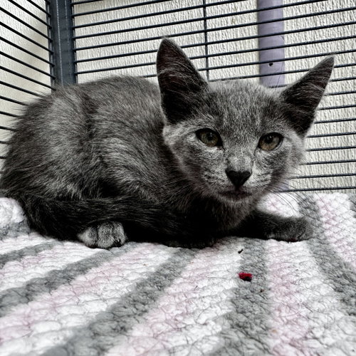 Gusteau, Baby Domestic Short Hair, cat for adoption in Euless, Texas