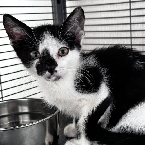 Linguini, Baby Domestic Short Hair, cat for adoption in The Colony, Texas