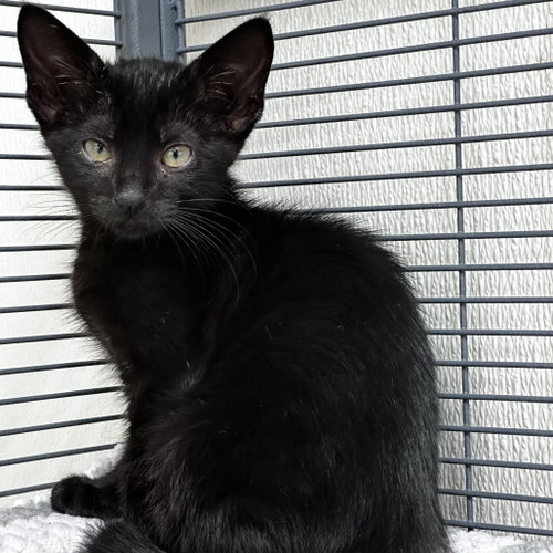 Colette, Baby Domestic Short Hair, cat for adoption in The Colony, Texas