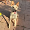 Samson - Photo 3