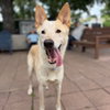 Samson - Photo 4