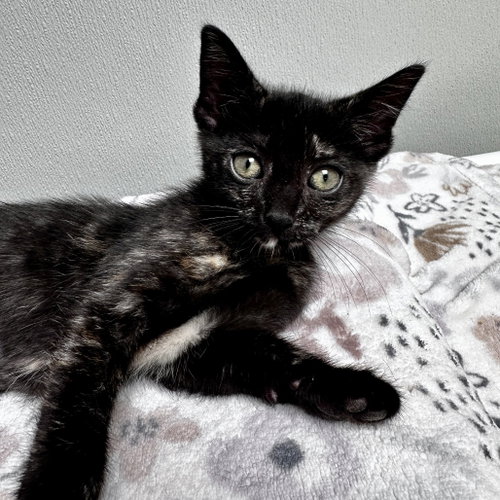 Sequoia, Baby Domestic Short Hair, cat for adoption in Flower Mound, Texas