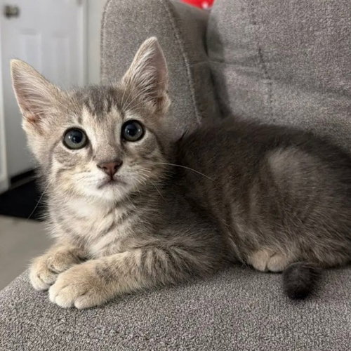 Franklin