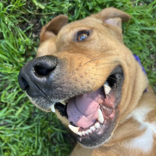 Rory, a dog for adoption from Dallas Pets Alive