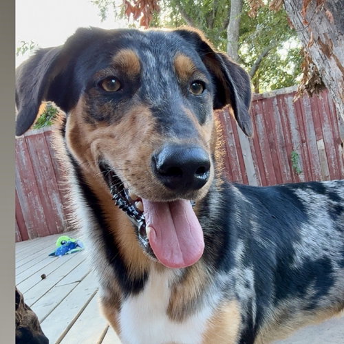 Azriel, a dog for adoption from Dallas Pets Alive