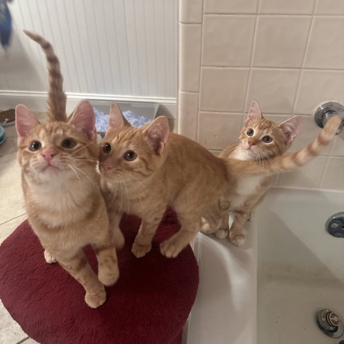 Jasper, Baby Domestic Short Hair, cat for adoption in Lewisville, Texas