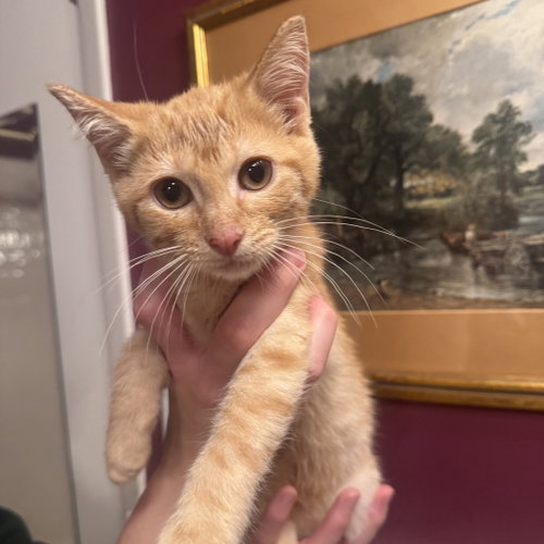 Jasper, Baby Domestic Short Hair, cat for adoption in Flower Mound, Texas