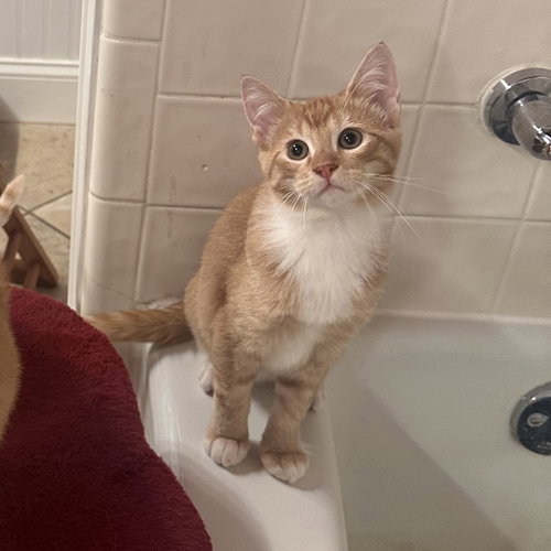Emmett, Baby Domestic Short Hair, cat for adoption in Lewisville, Texas