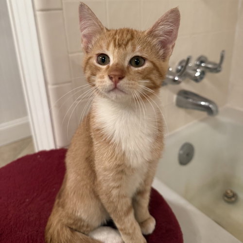 Emmett, Baby Domestic Short Hair, cat for adoption in Flower Mound, Texas