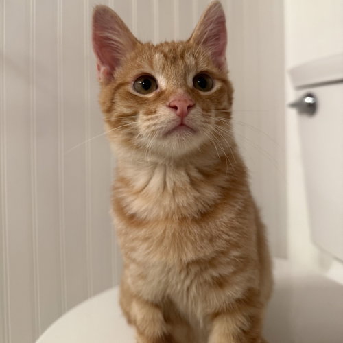 Carlisle, Baby Domestic Short Hair, cat for adoption in Flower Mound, Texas