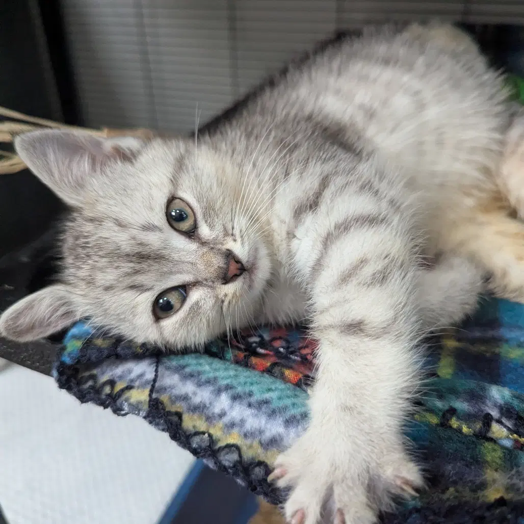 Hedwig - Domestic Short Hair