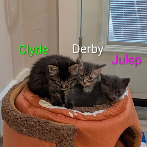 Julep photo 2
