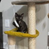 Chunnu - Photo 1