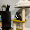 Chunnu - Photo 3