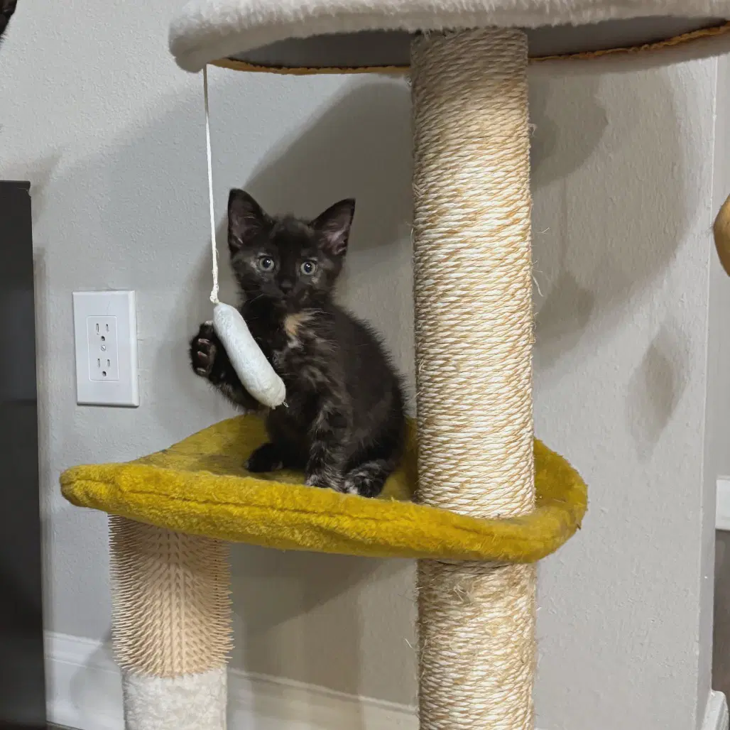 Chunnu - Domestic Short Hair
