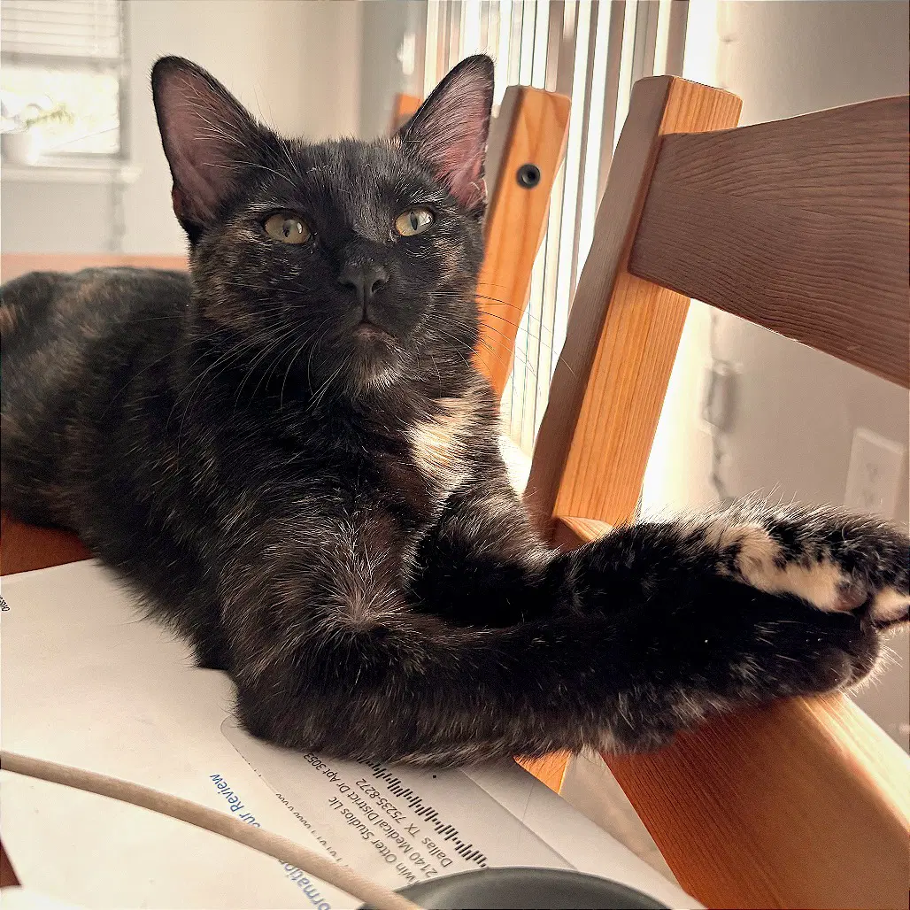 Chunnu - Domestic Short Hair