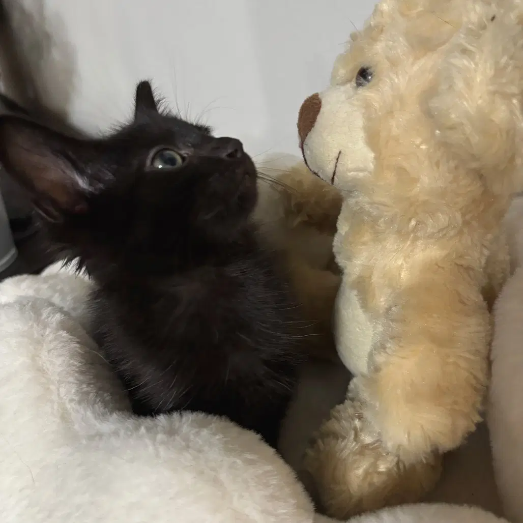 Munnu - Domestic Short Hair