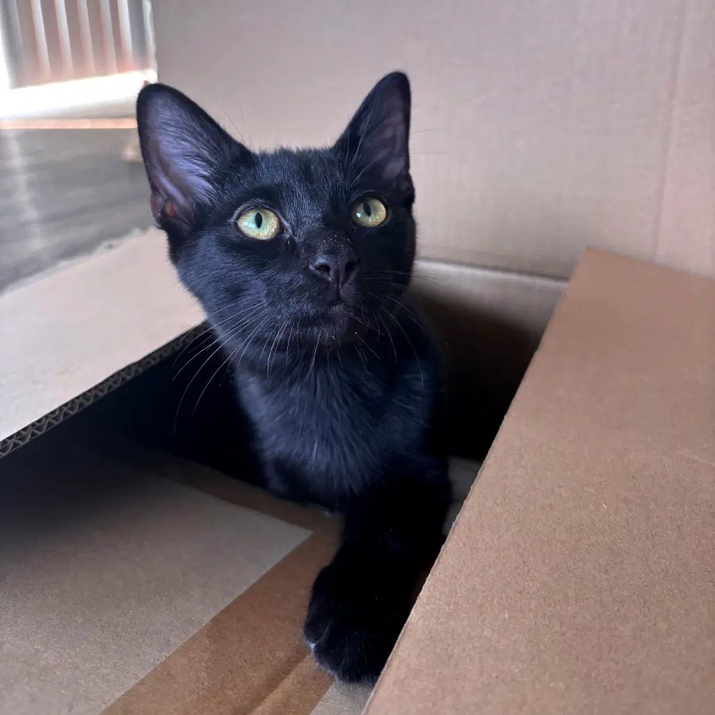 Munnu - Domestic Short Hair