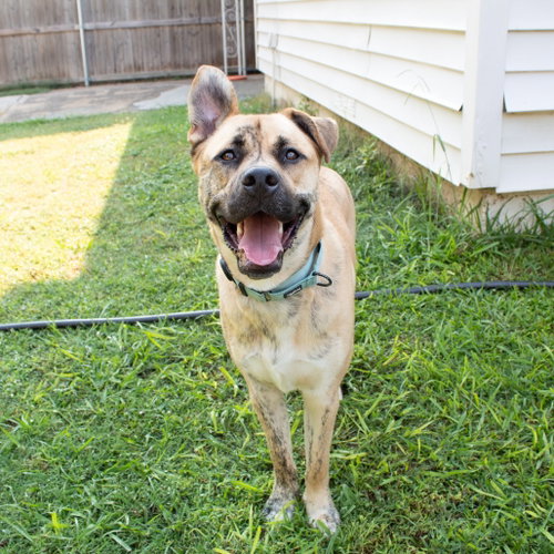 WALLY - Pit Bull Terrier available for adoption