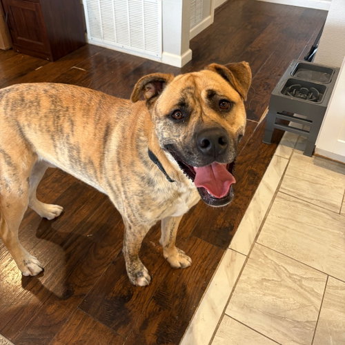 Wally, a dog for adoption from Dallas Pets Alive