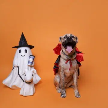 Wally - Husky