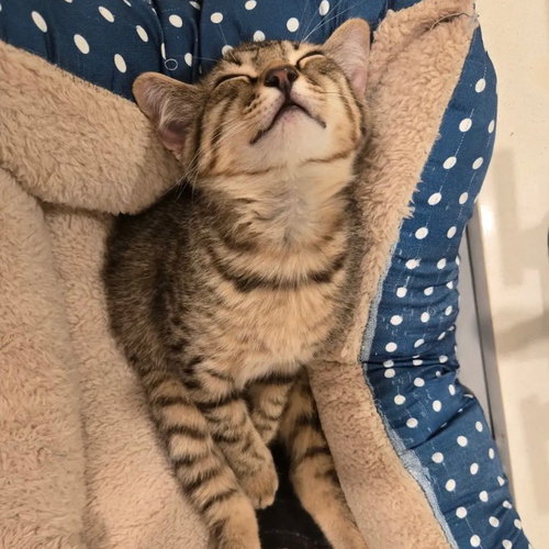 Butter Toast, Baby Domestic Short Hair, cat for adoption in Lewisville, Texas