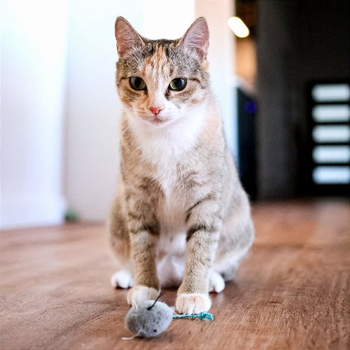 Rosemary, a cat for adoption from Dallas Pets Alive
