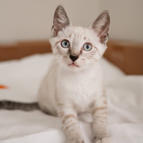 Olaf