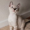 Olaf - Photo 2