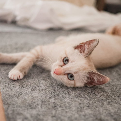 ELSA - Domestic Short Hair available for adoption