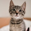 Sven - Photo 1