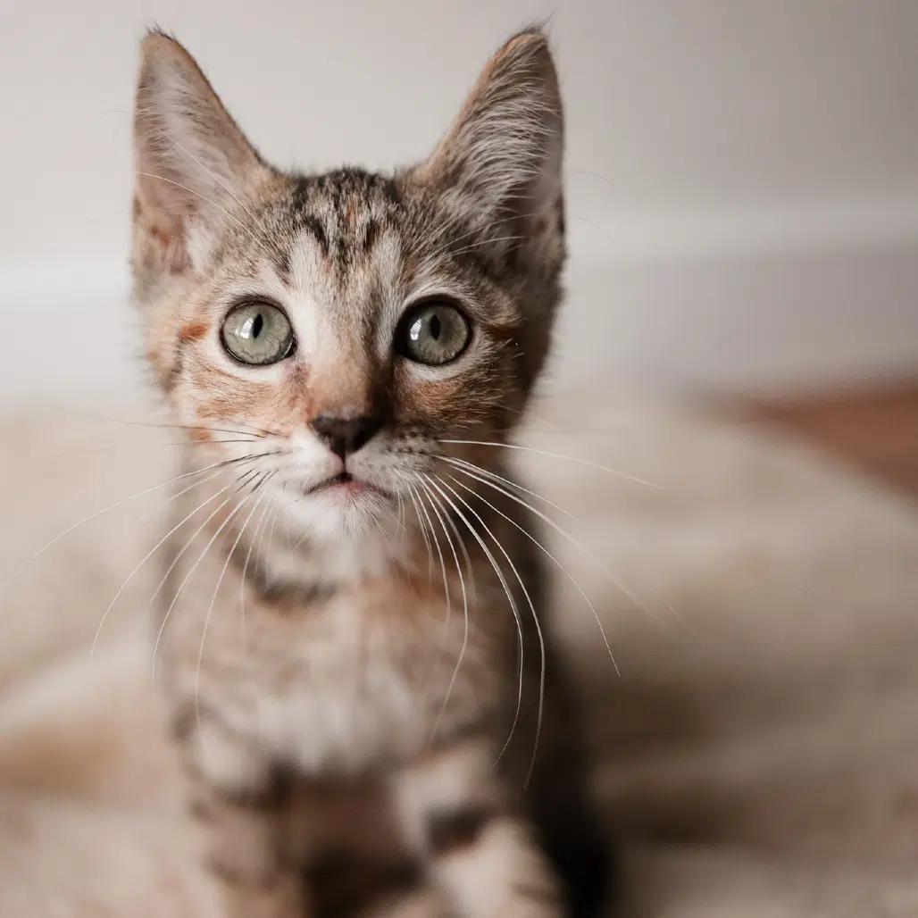 Sven - Domestic Short Hair
