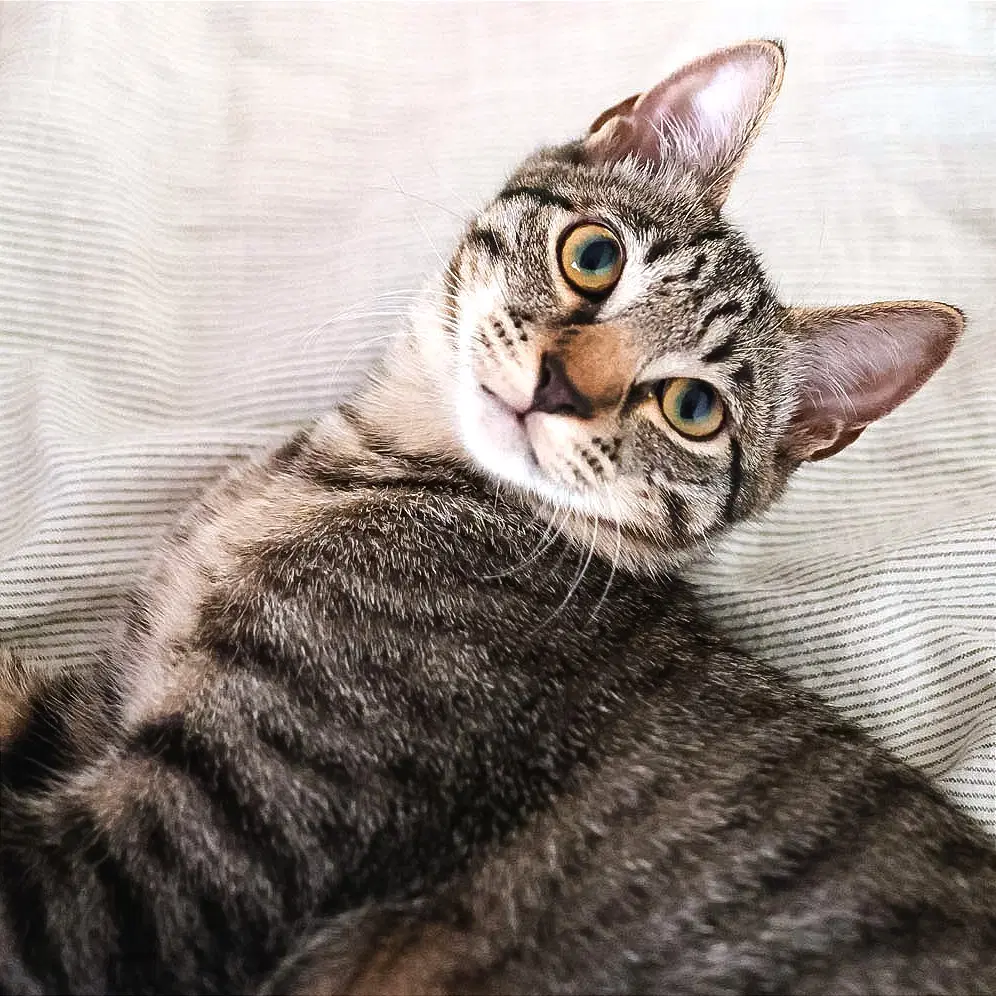 Sven - Domestic Short Hair