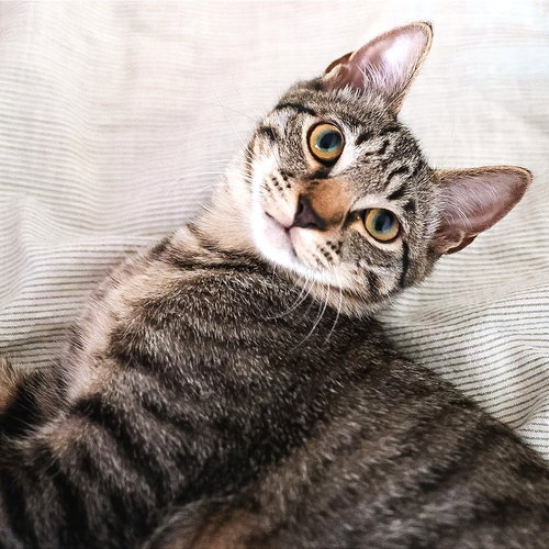 Sven, a cat for adoption from Dallas Pets Alive
