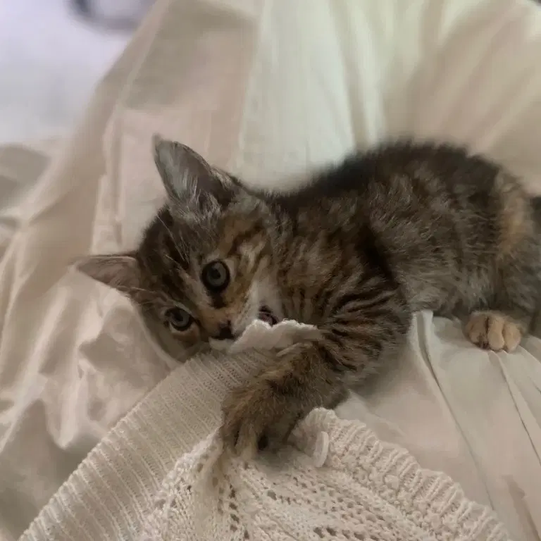 Virginia Slim - Domestic Short Hair