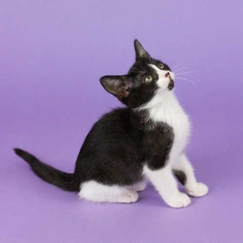 Jolly Roger photo 2